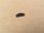 shim 3mm for latch rim x-door rear HMMWV