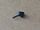 rubber bumper fuel filler flap CUCV K30 K5