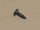 screw tappered #8 x 0.50" Pan Head black