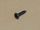 Blechschraube #6 x 0,50" Pan Head schwarz